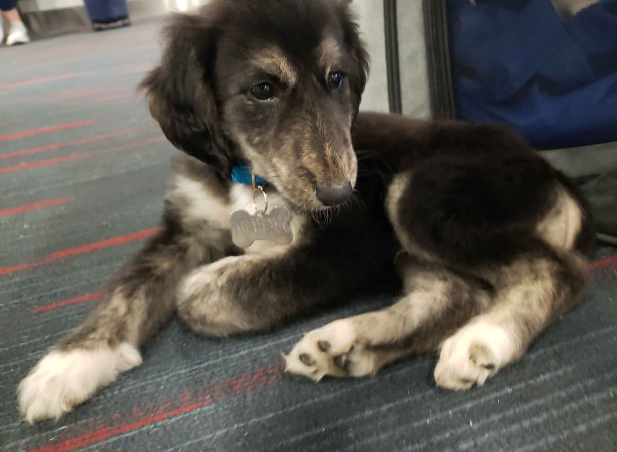 Afghan Hound Puppies breeder image 12