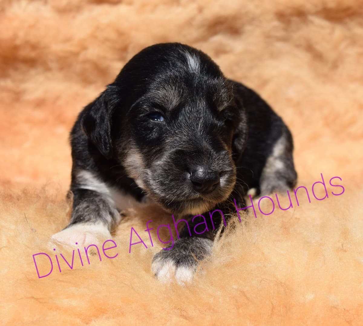Afghan Hound Puppies breeder image 10