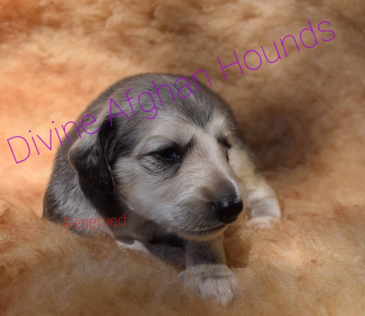 Afghan Hound Puppies breeder image 11
