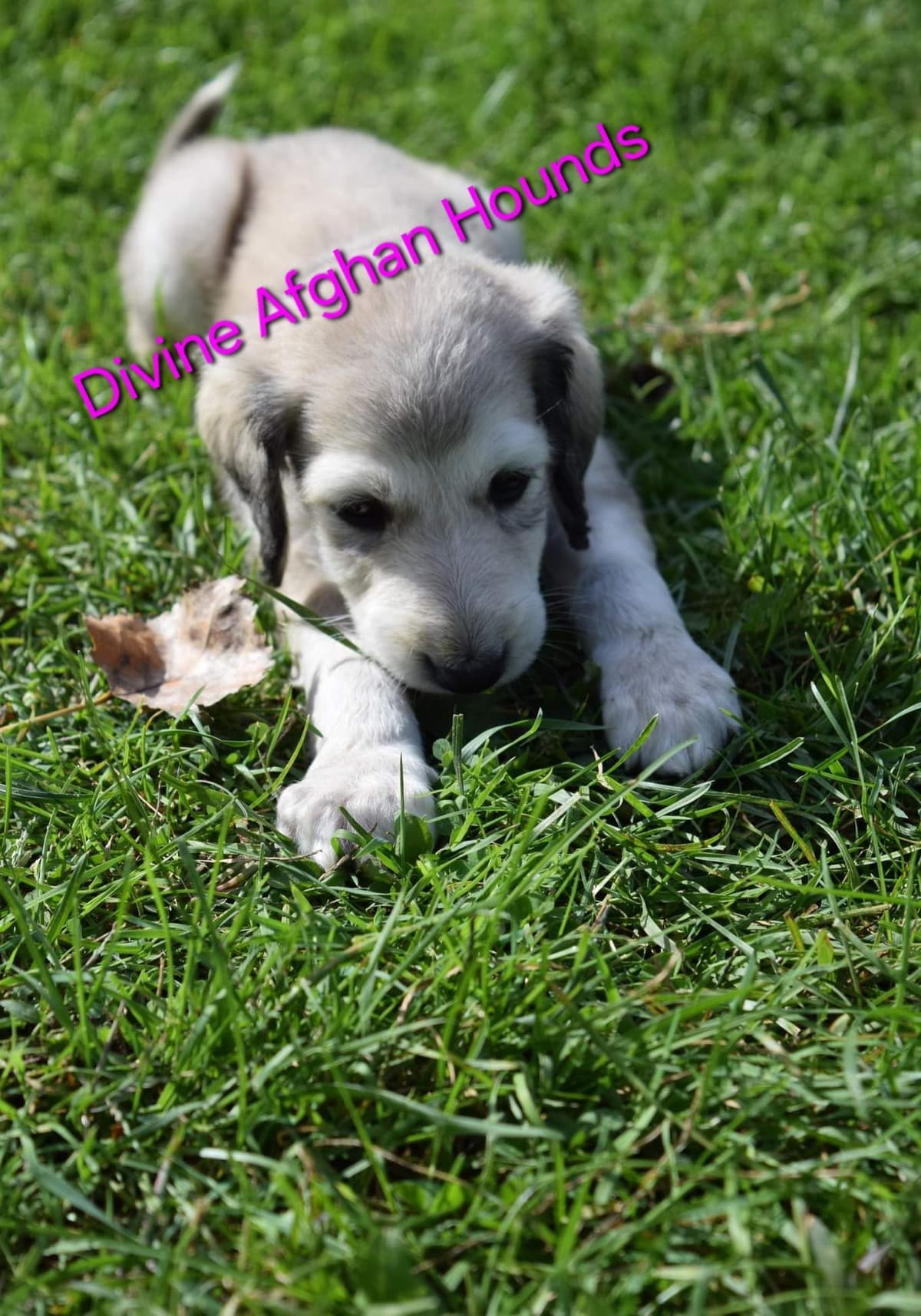 Afghan Hound Puppies breeder image 13