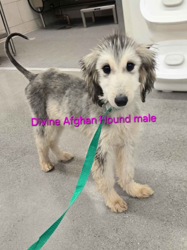 Afghan Hound Puppies media 3