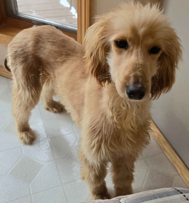 Afghan Hound Puppies media 2