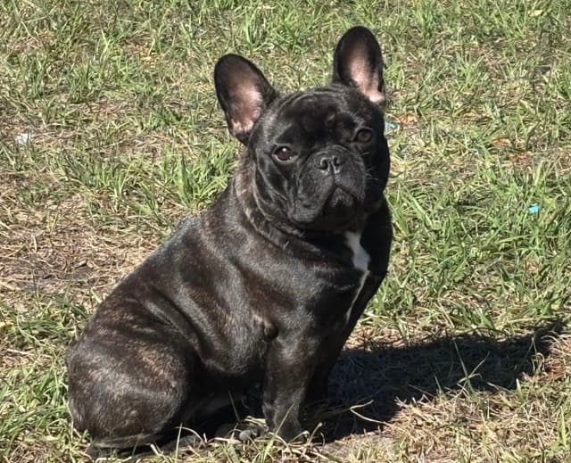 French Bulldog Puppies media 2