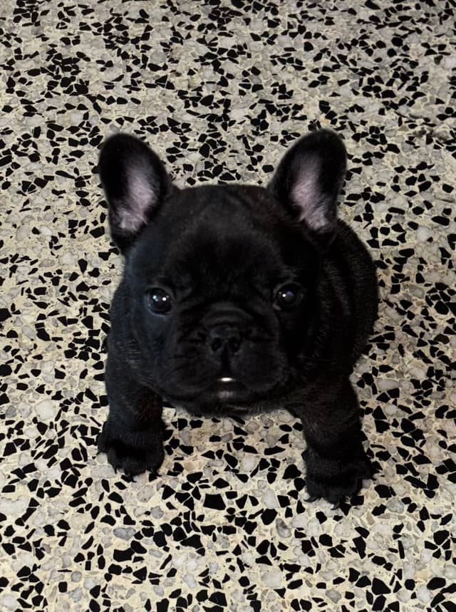 French Bulldog Puppies media 3