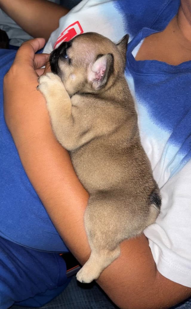 French Bulldog Puppies media 4