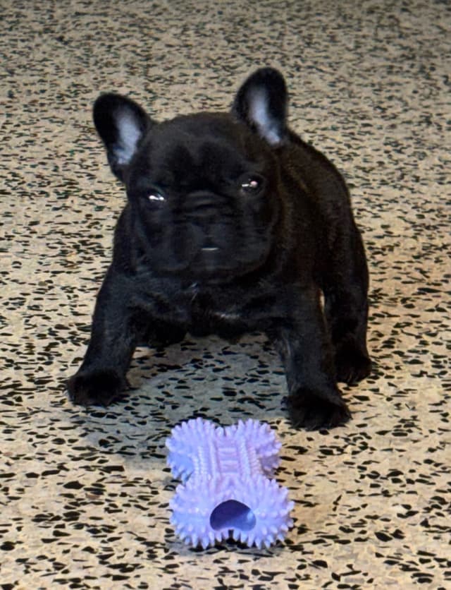 French Bulldog Puppies media 5