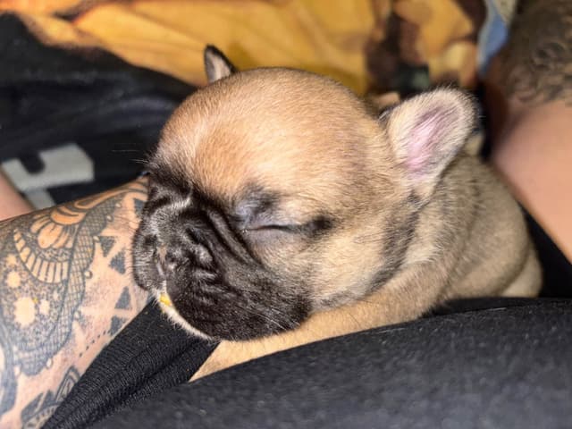 French Bulldog Puppies media 6