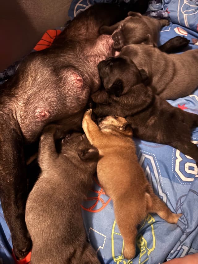French Bulldog Puppies media 8