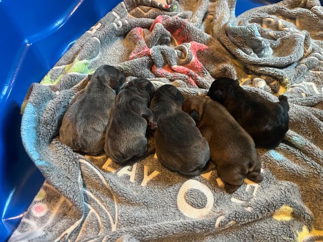 French Bulldog Puppies media 9