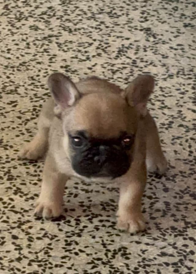 French Bulldog Puppies media 11