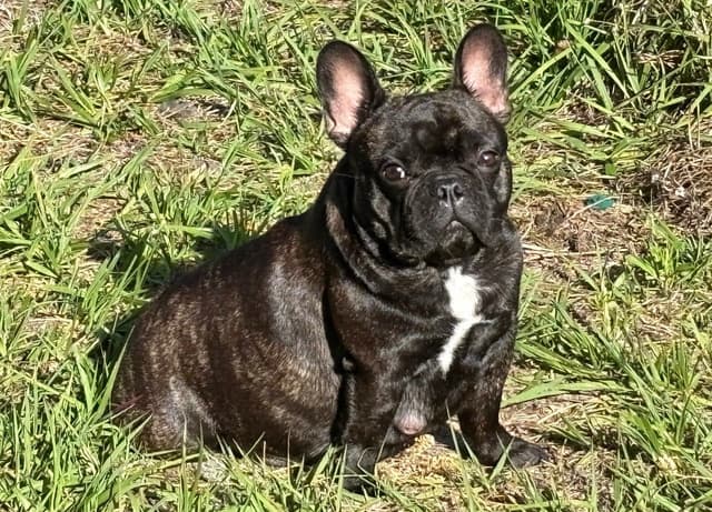 French Bulldog Puppies media 12