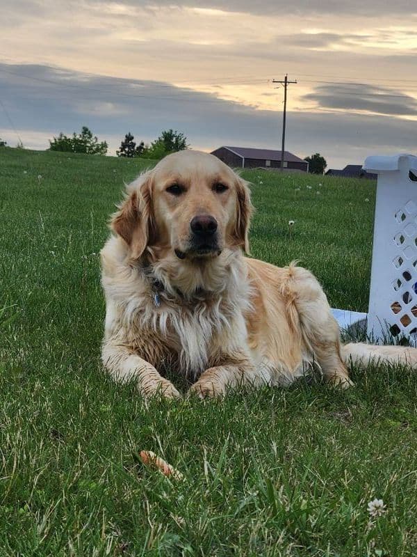 Golden Retriever Puppies media 5