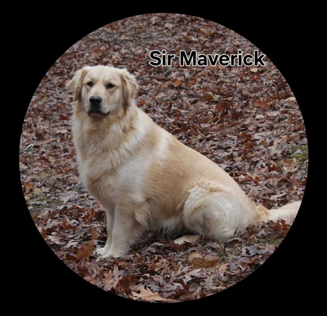 Golden Retriever Puppies breeder image 3
