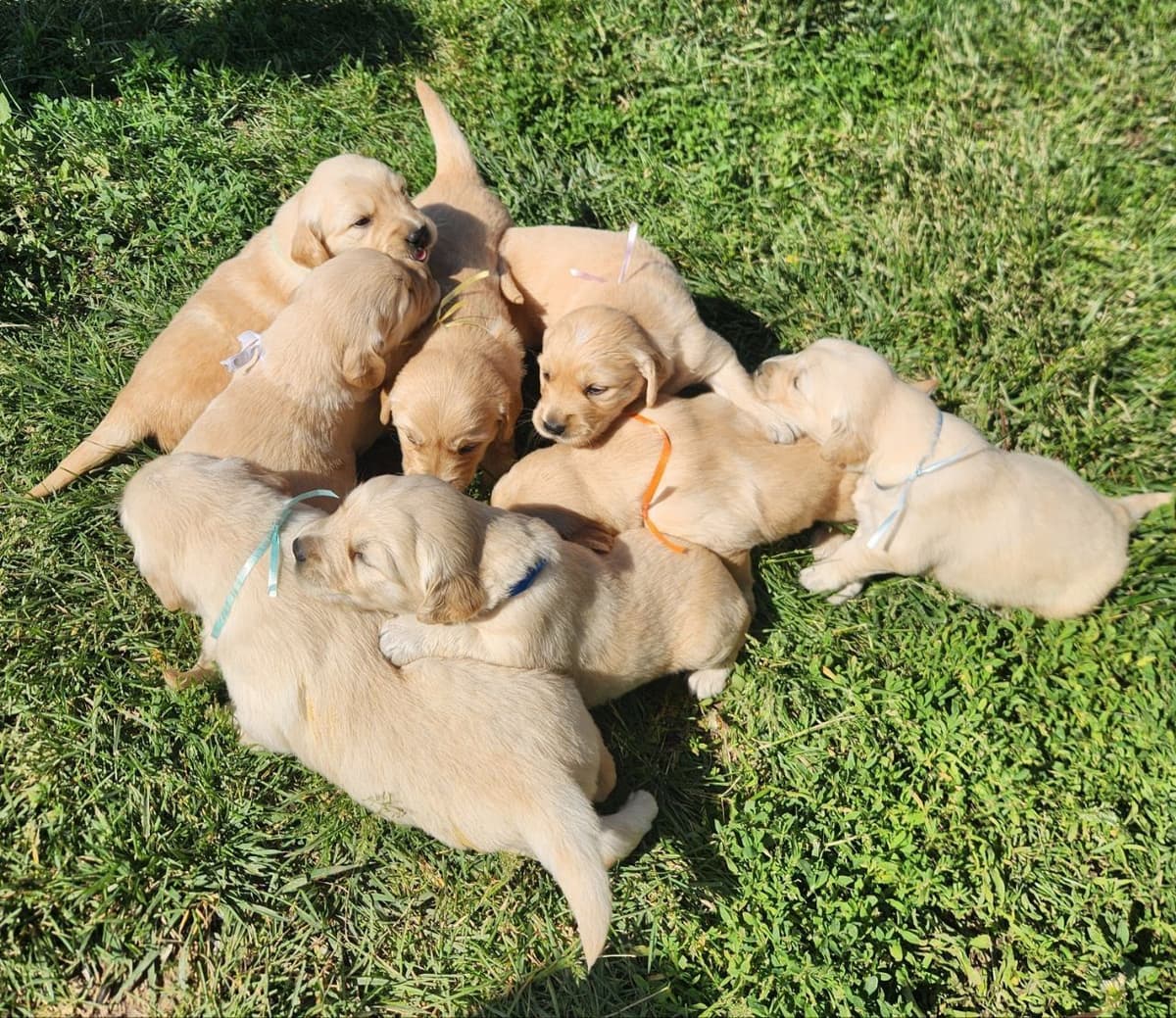 Golden Retriever Puppies breeder image 2