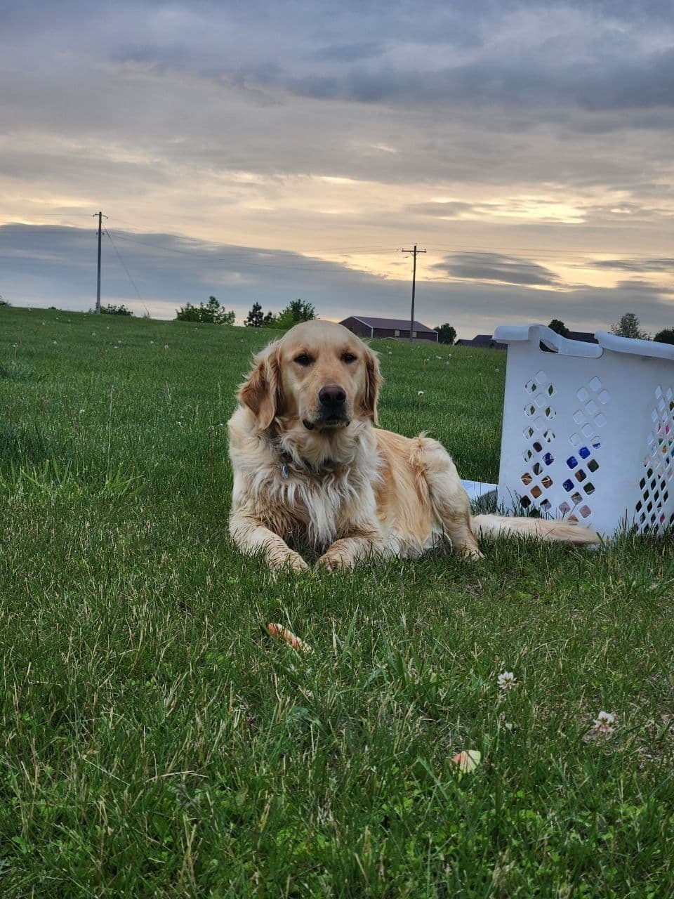 Golden Retriever Puppies breeder image 4