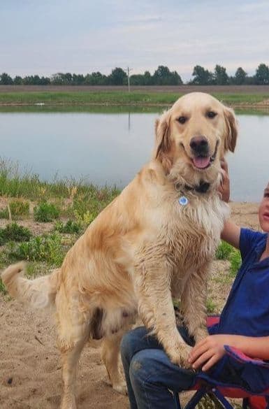 Golden Retriever Puppies breeder image 1