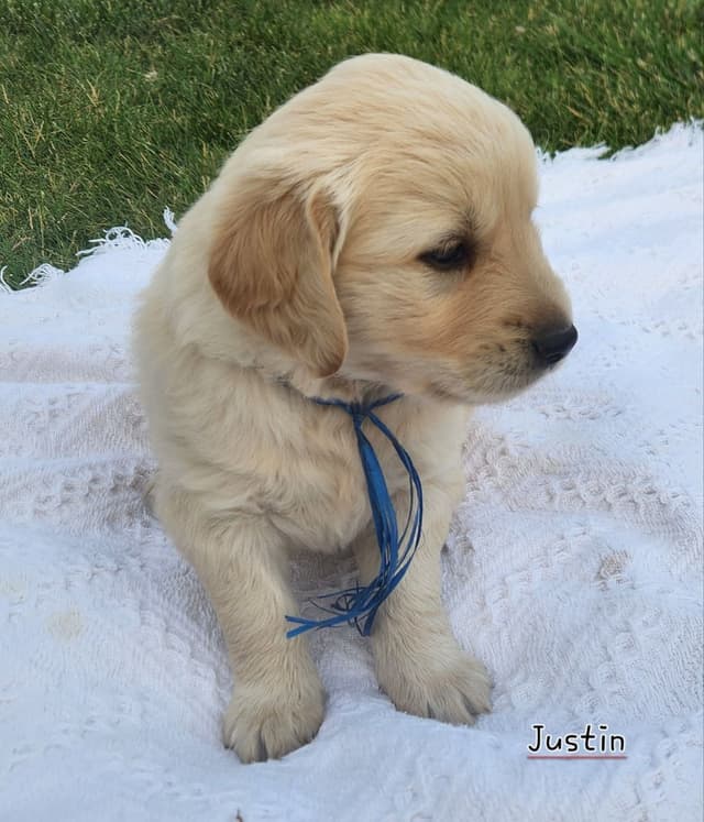 Golden Retriever Puppies media 2