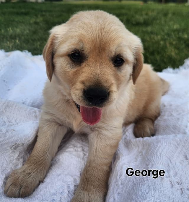 Golden Retriever Puppies media 4