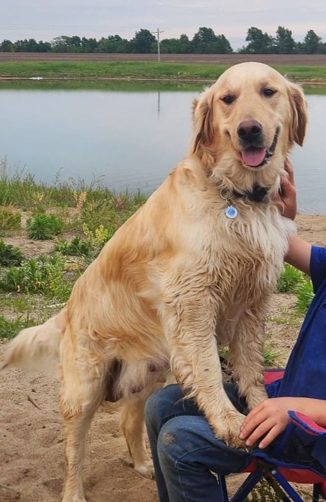 Golden Retriever Puppies media 6