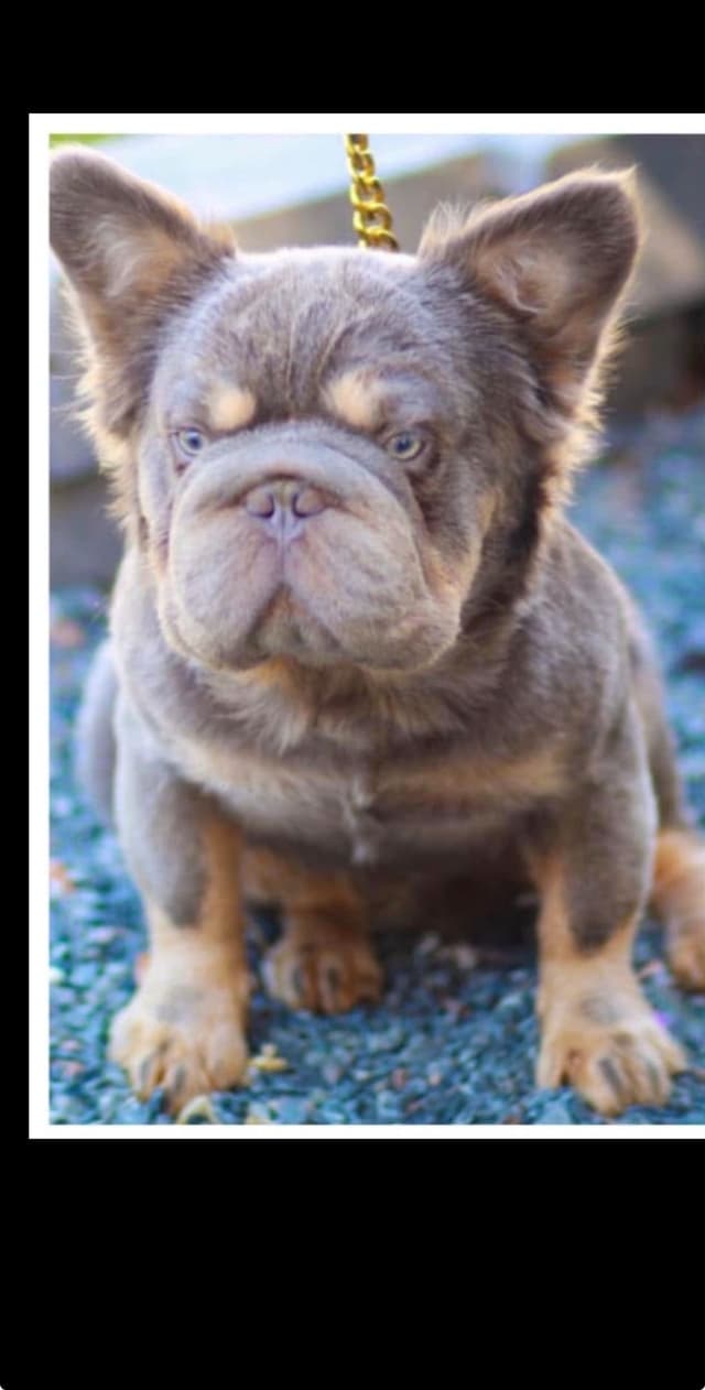 Only Frenchie's - Big rope French Bulldog Puppies media 2