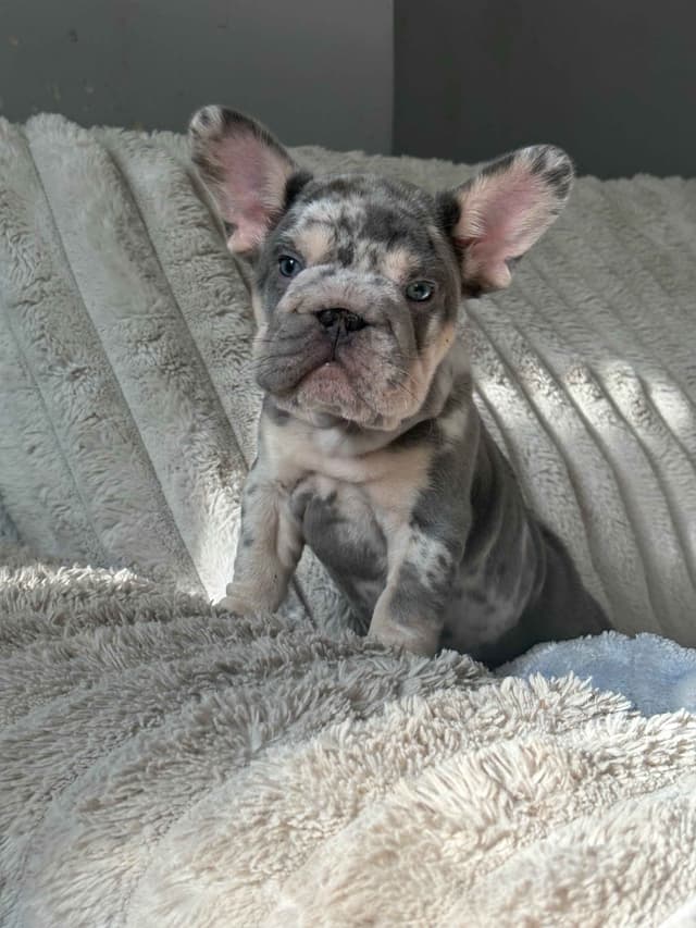 Only Frenchie's - Big rope French Bulldog Puppies media 3