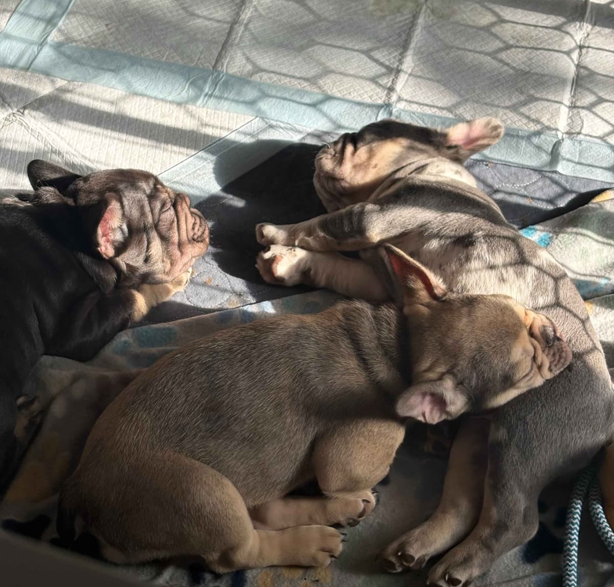 Only Frenchie's - Big rope French Bulldog Puppies breeder image 1
