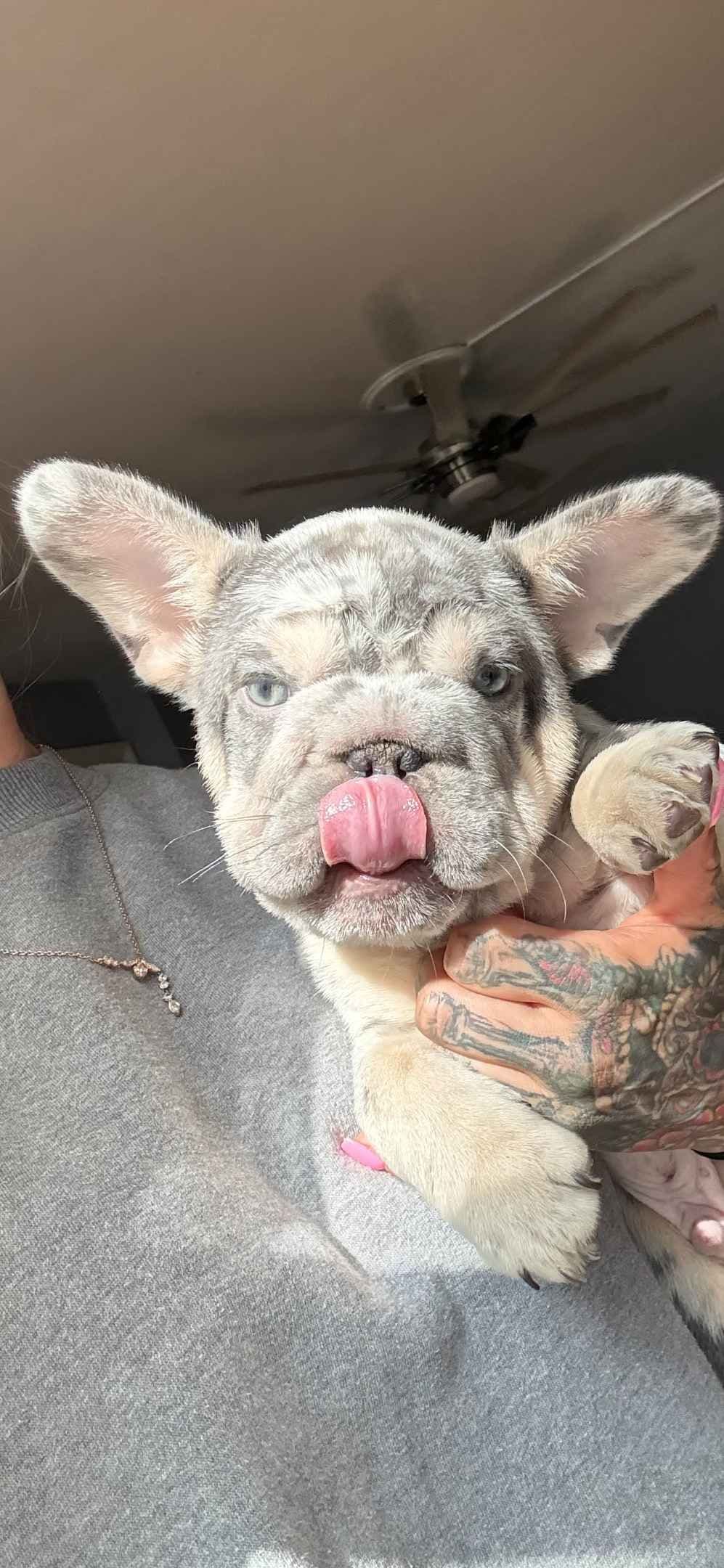 Only Frenchie's - Big rope French Bulldog Puppies breeder image 3