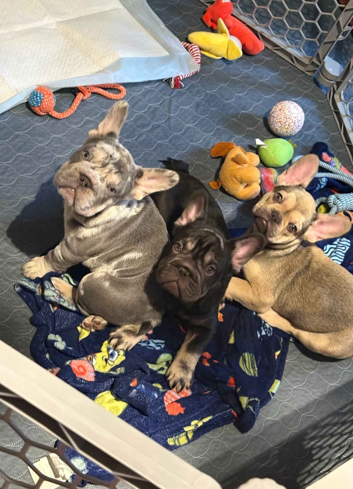 Only Frenchie's - Big rope French Bulldog Puppies breeder image 4
