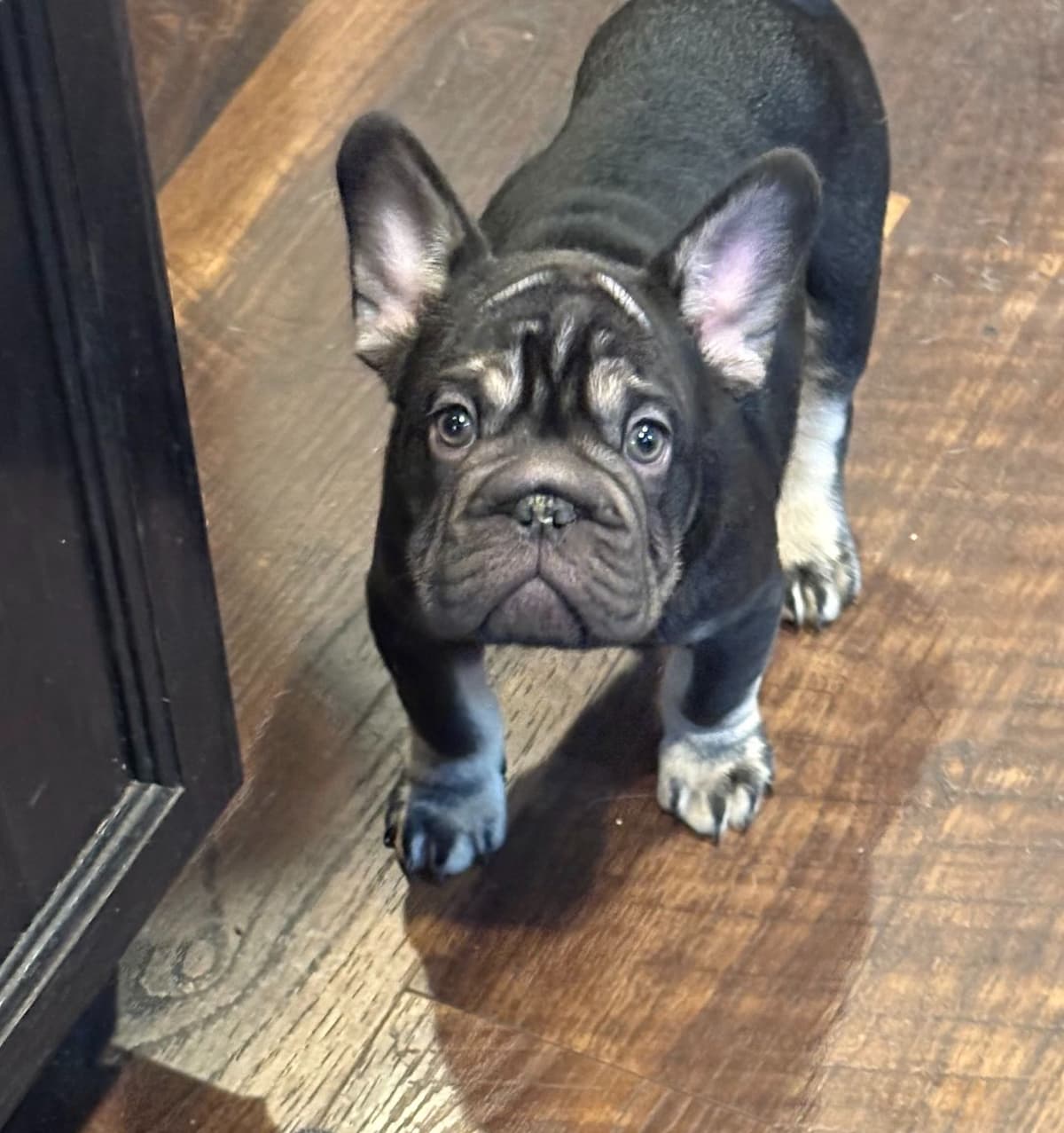 Only Frenchie's - Big rope French Bulldog Puppies breeder image 5