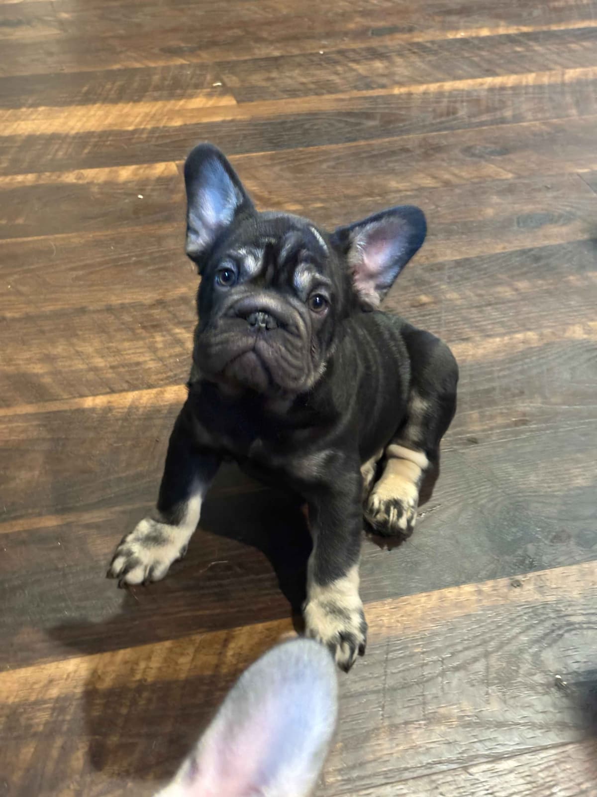 Only Frenchie's - Big rope French Bulldog Puppies breeder image 6