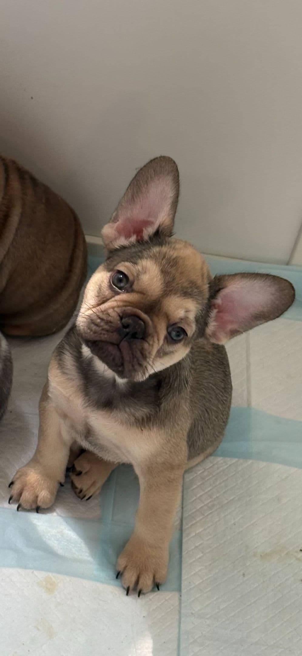 Only Frenchie's - Big rope French Bulldog Puppies breeder image 7
