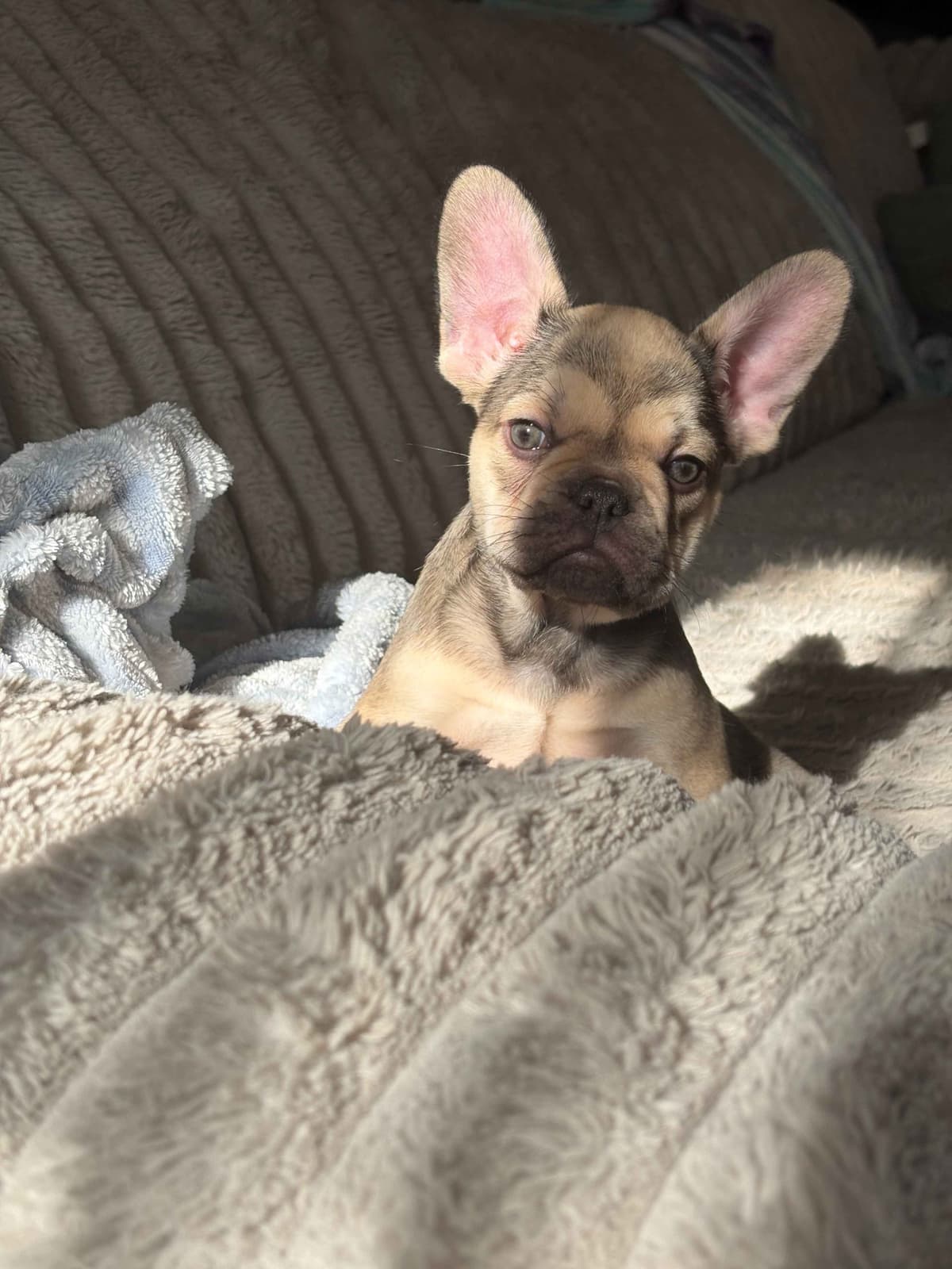 Only Frenchie's - Big rope French Bulldog Puppies breeder image 8