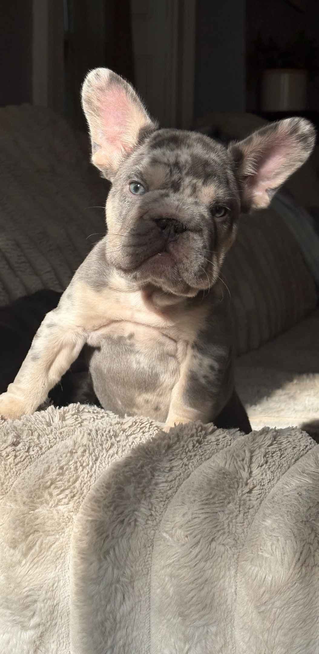 Only Frenchie's - Big rope French Bulldog Puppies breeder image 9