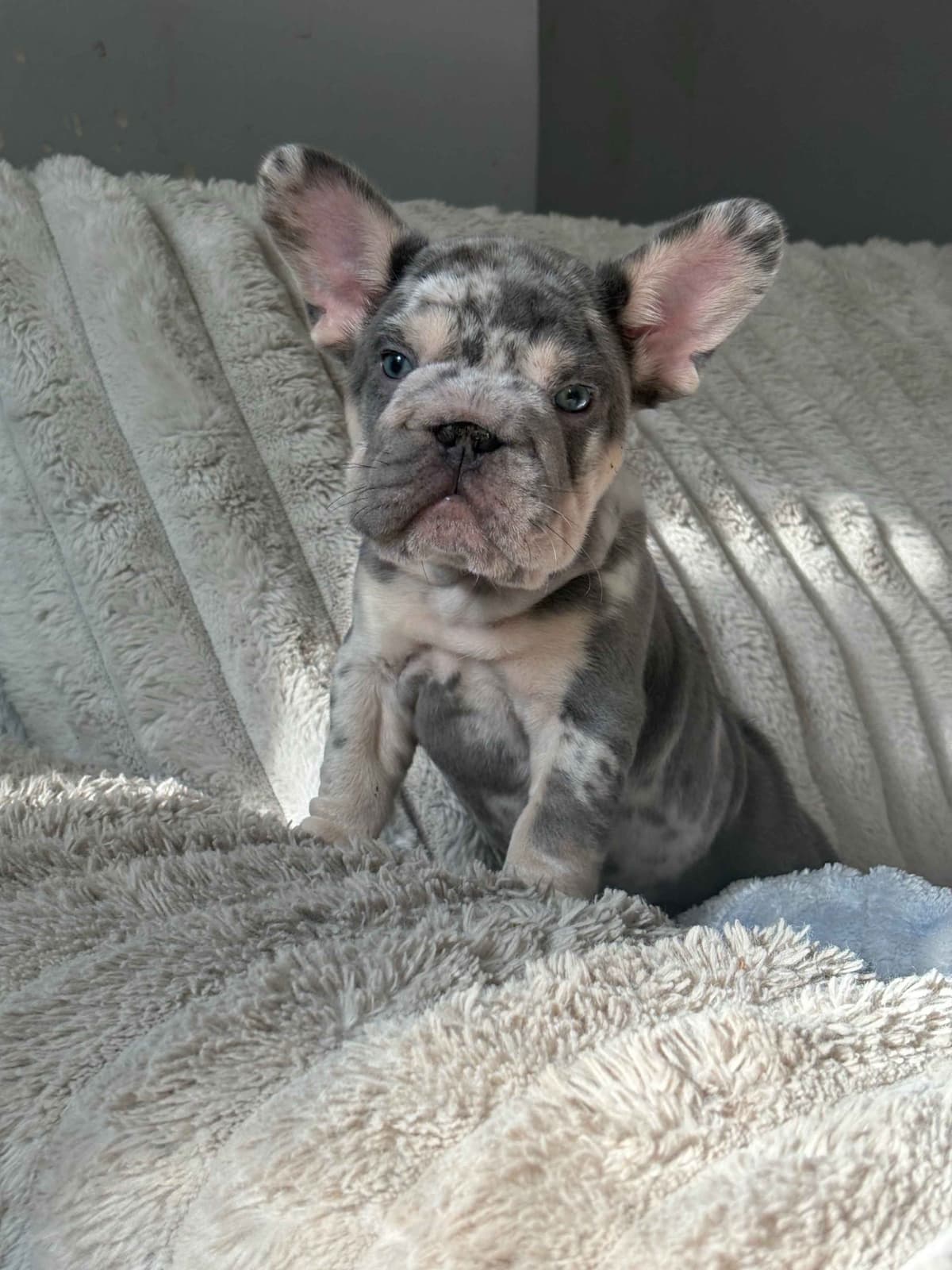 Only Frenchie's - Big rope French Bulldog Puppies breeder image 10