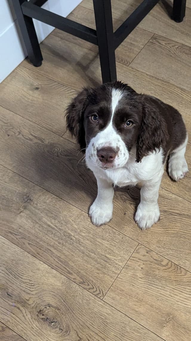 English Springer Spaniel Puppies Field Bred media 2