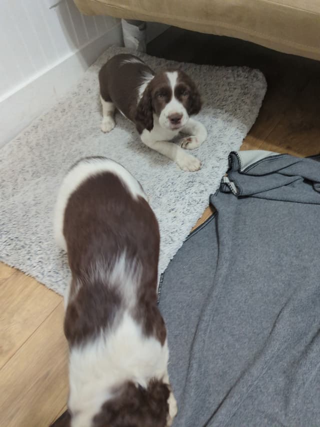 English Springer Spaniel Puppies Field Bred media 3