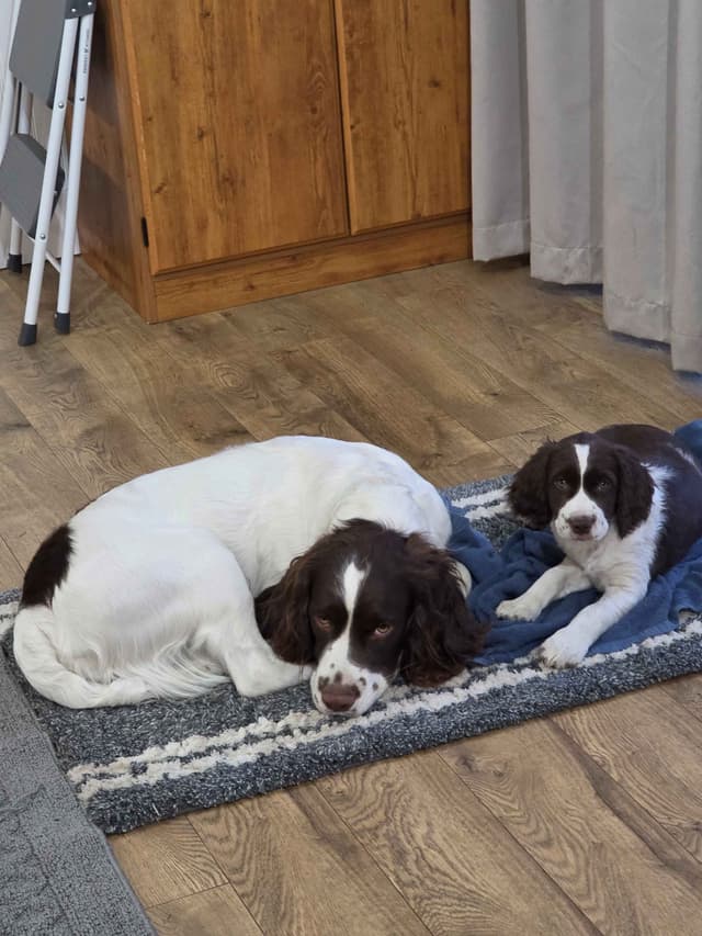 English Springer Spaniel Puppies Field Bred media 4
