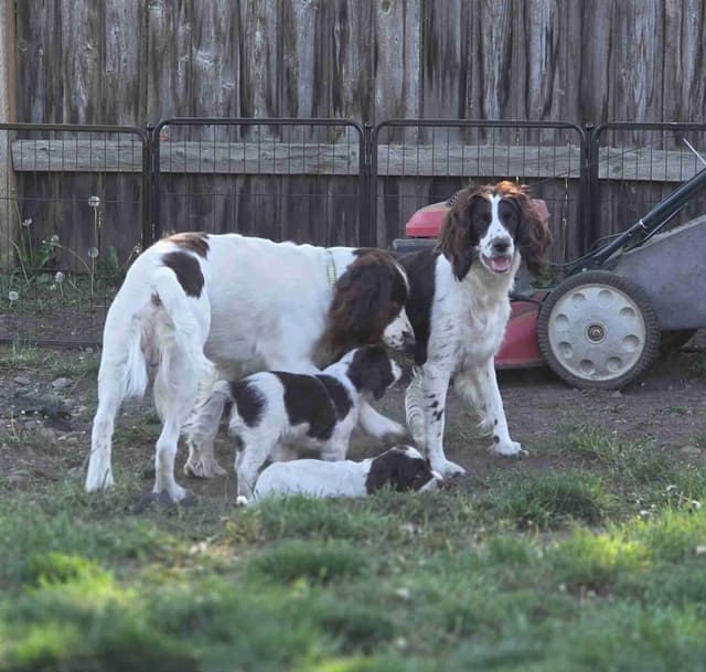 English Springer Spaniel Puppies Field Bred media 5