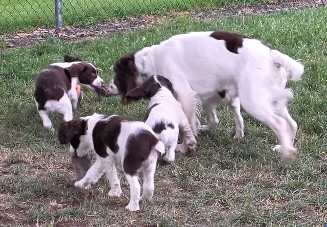 English Springer Spaniel Puppies Field Bred media 6