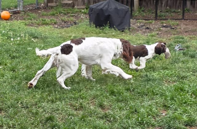English Springer Spaniel Puppies Field Bred media 7