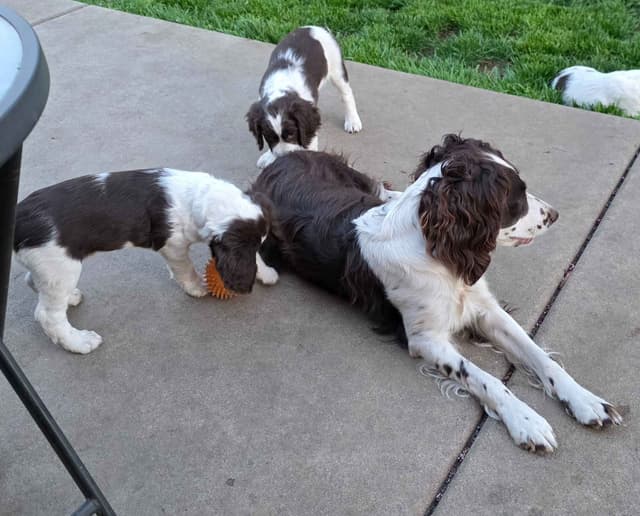 English Springer Spaniel Puppies Field Bred media 8
