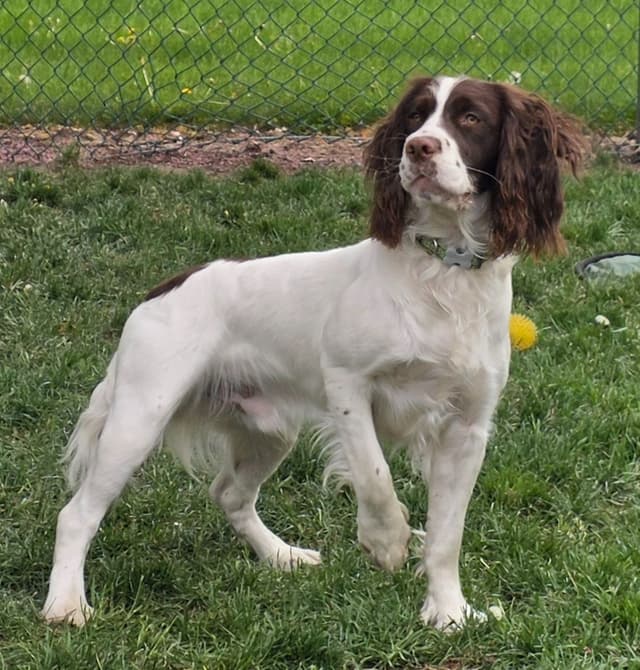 English Springer Spaniel Puppies Field Bred media 9