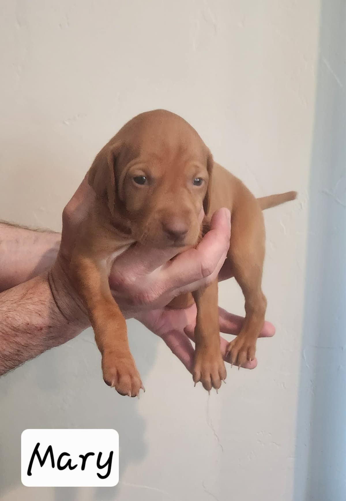 Vizsla Puppies breeder image 2