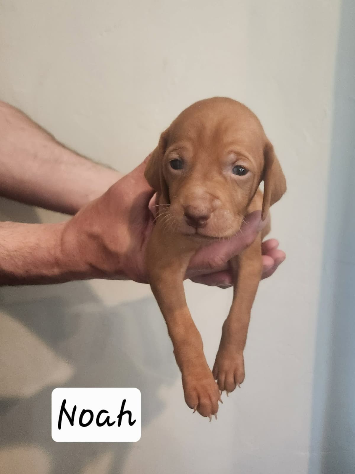 Vizsla Puppies breeder image 3