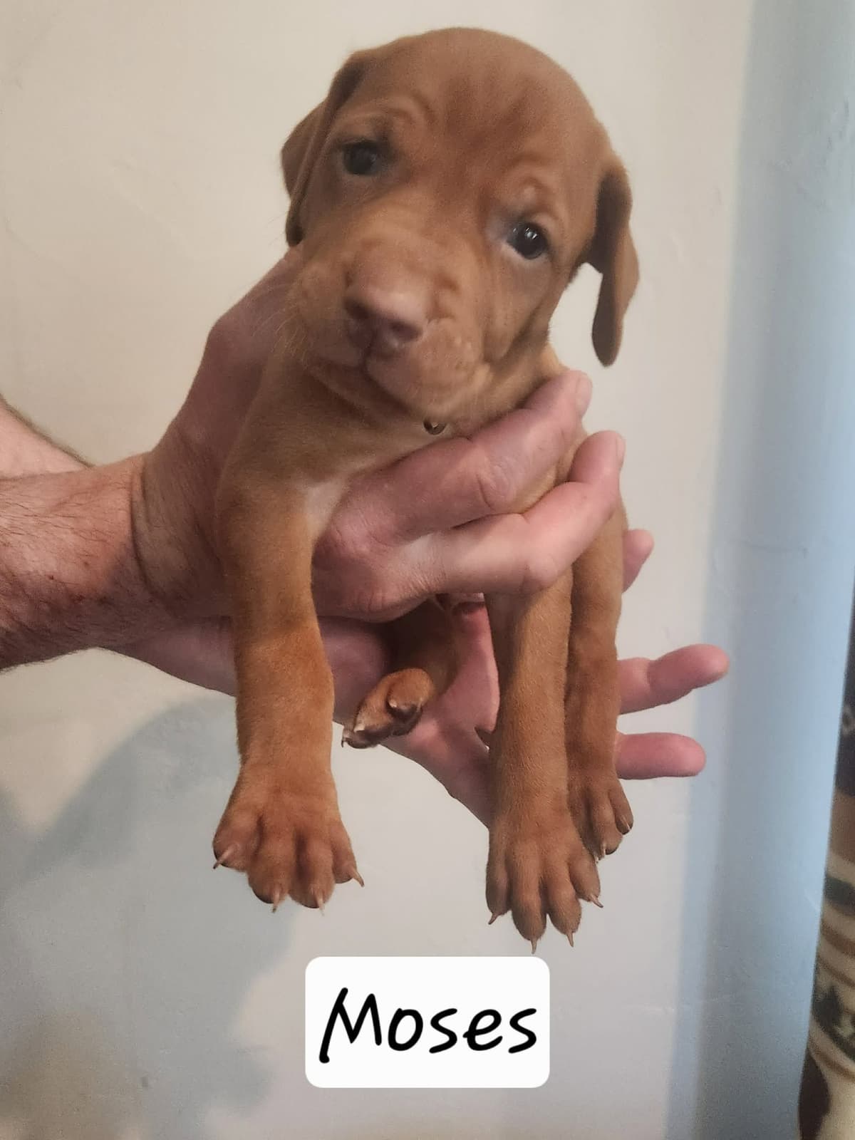 Vizsla Puppies breeder image 9