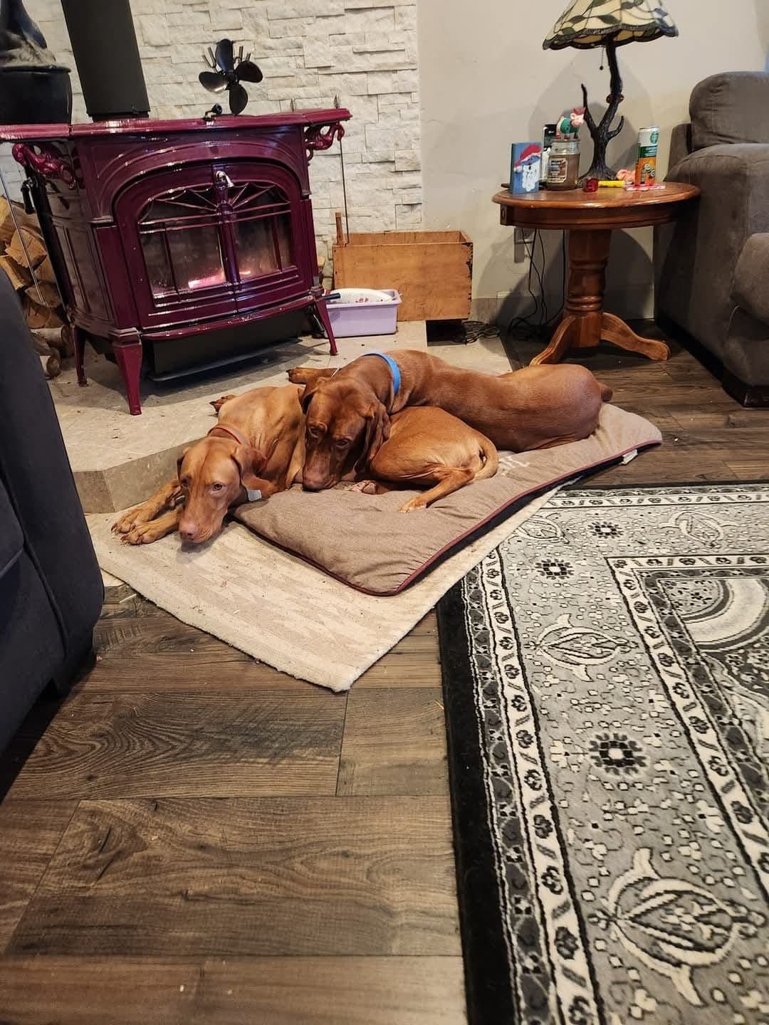 Vizsla Puppies breeder image 6