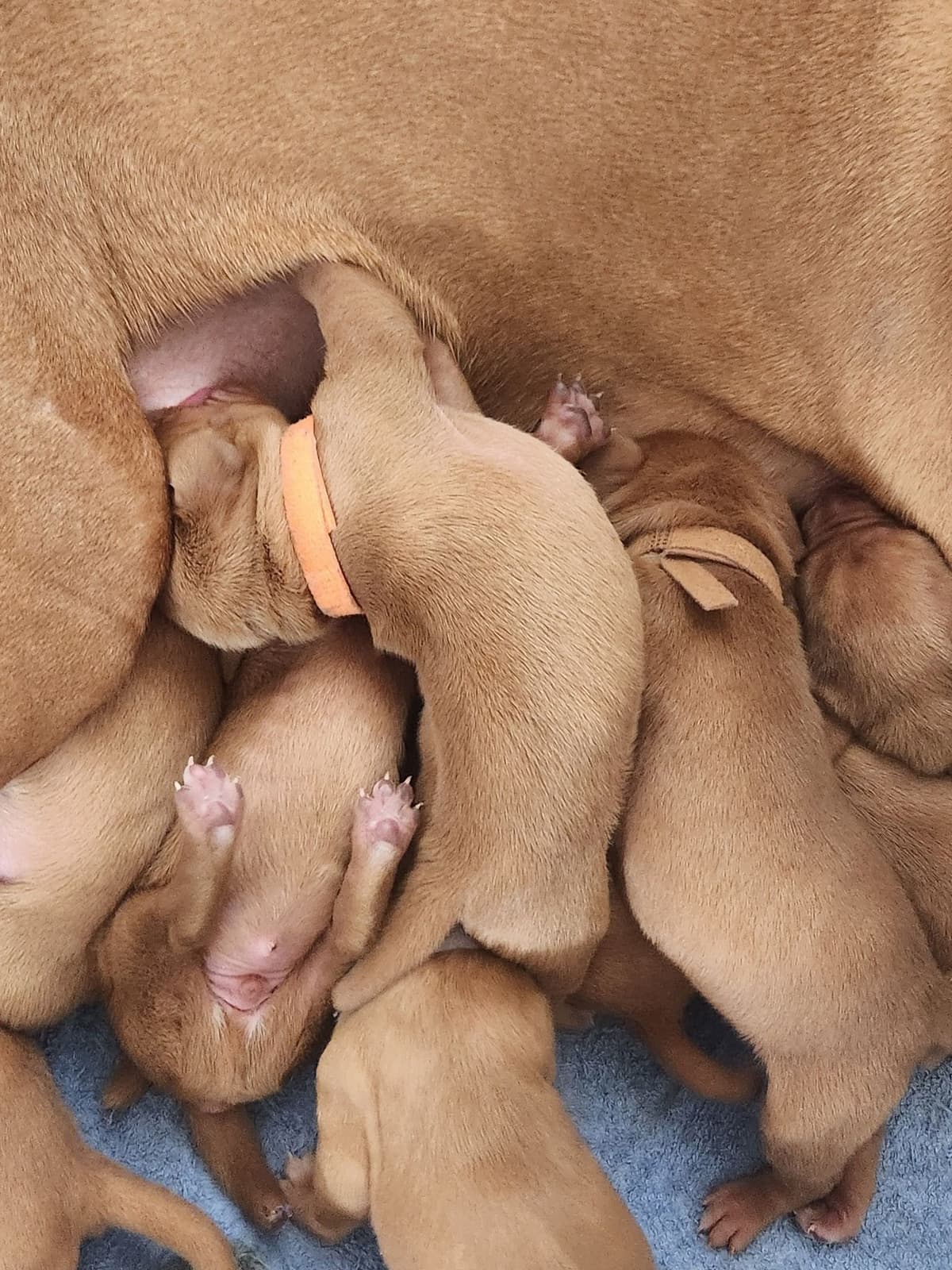 Vizsla Puppies breeder image 10