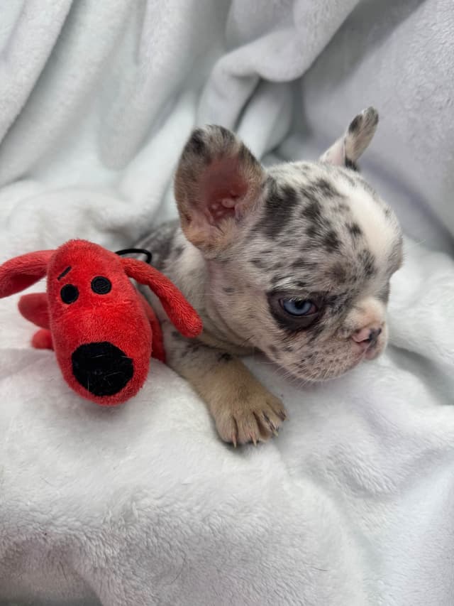 French Bulldog Puppies media 3