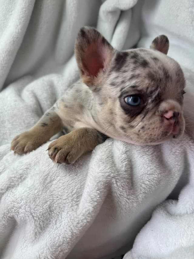 French Bulldog Puppies media 2