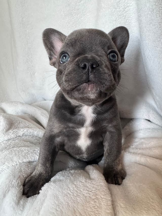 French Bulldog Puppies media 5